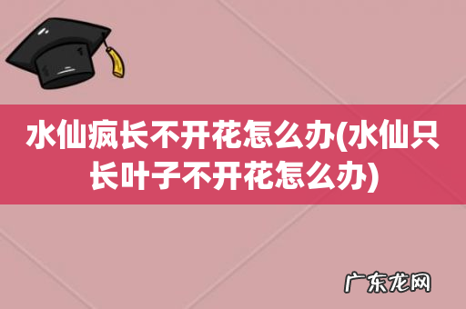 水仙只长叶子不开花怎么办 水仙疯长不开花怎么办