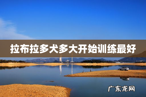 拉布拉多犬多大开始训练最好