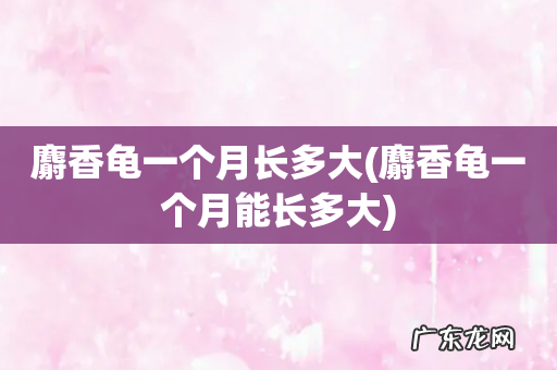 麝香龟一个月能长多大 麝香龟一个月长多大