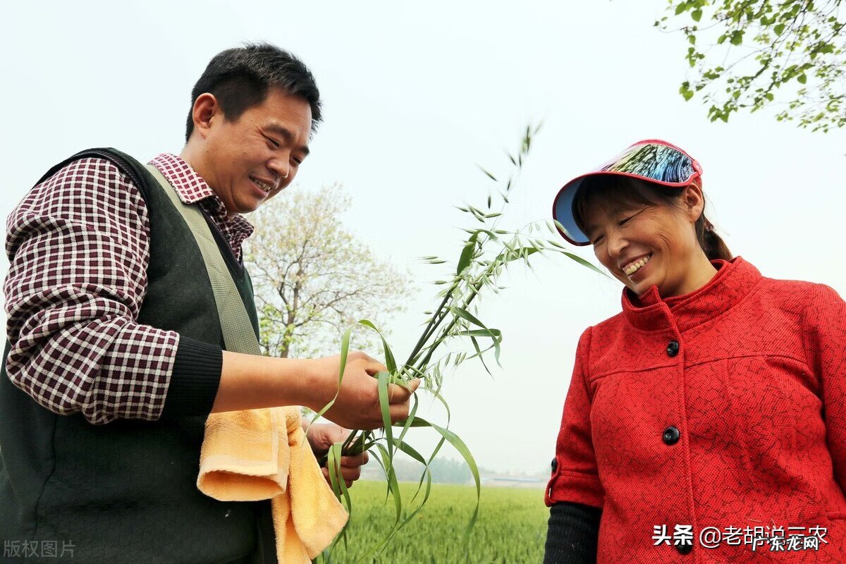 野麦子的功效与作用禁忌 野燕麦的功效与作用点