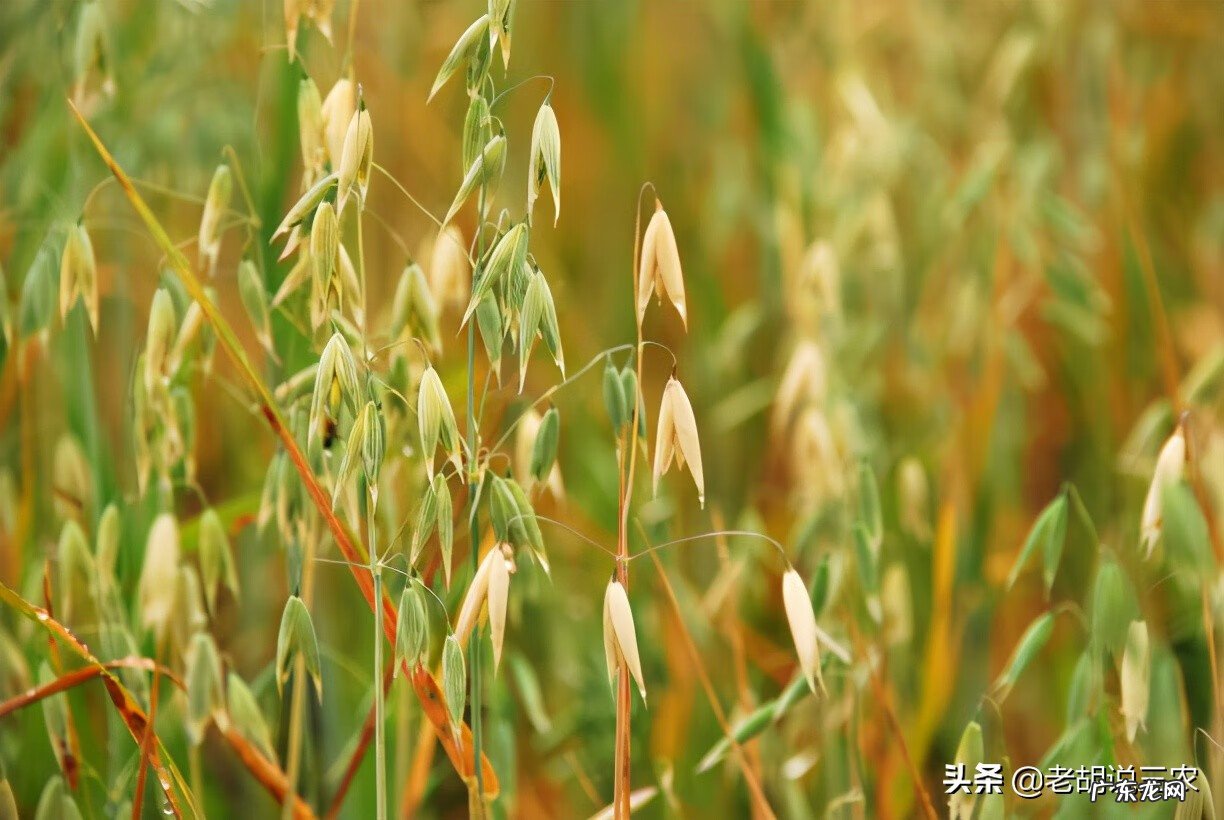 野麦子的功效与作用禁忌 野燕麦的功效与作用点