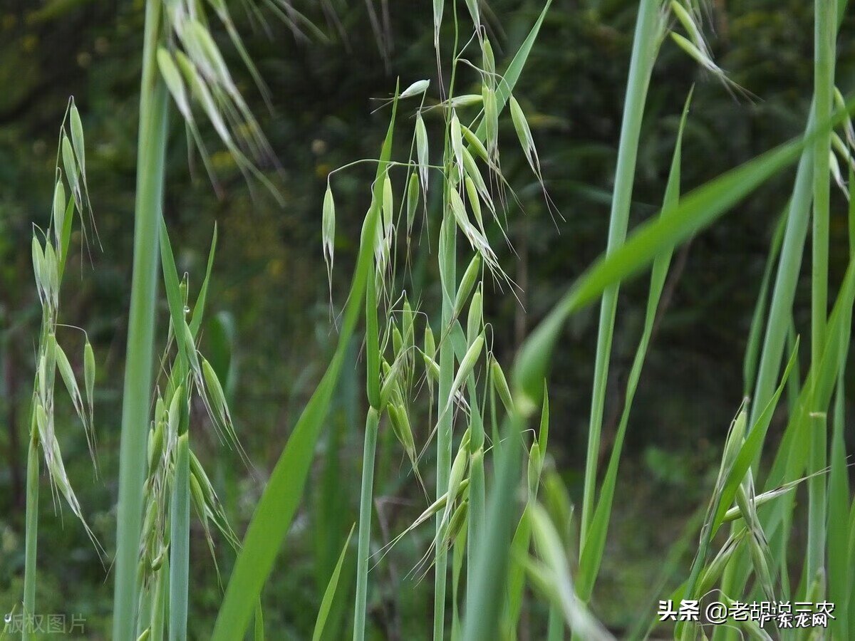 野麦子的功效与作用禁忌 野燕麦的功效与作用点