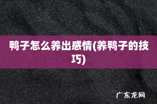 养鸭子的技巧 鸭子怎么养出感情