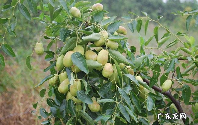 风水枣树枝的寓意是什么