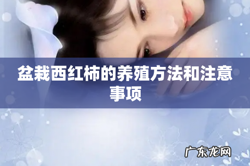 盆栽西红柿的养殖方法和注意事项