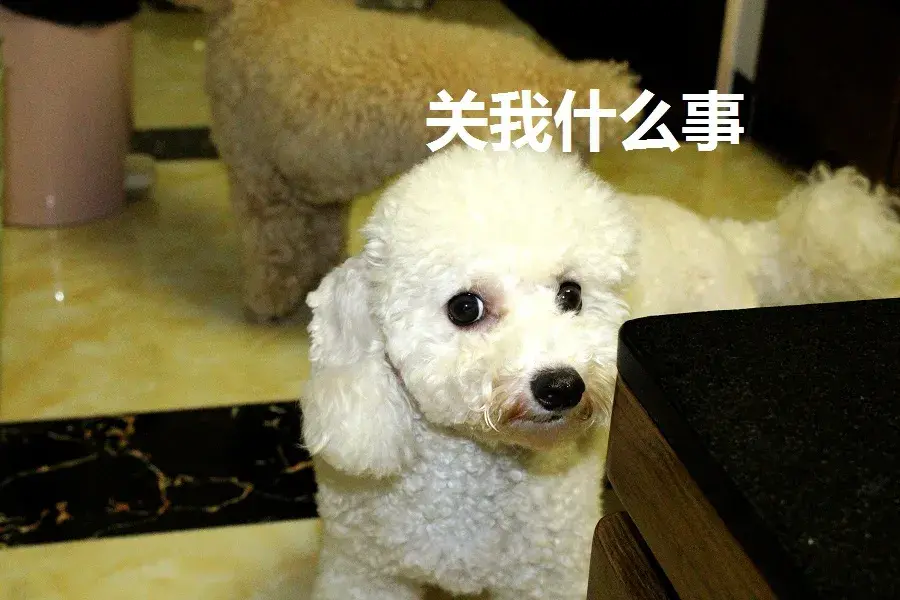 叮咚智家APP 叮咚鸡