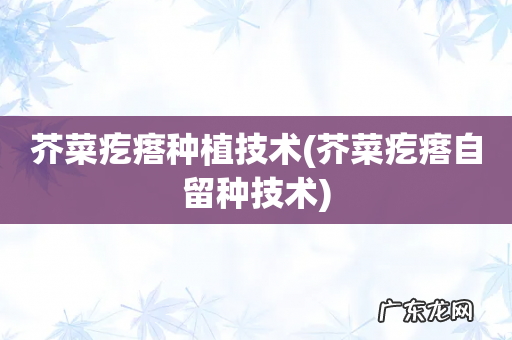 芥菜疙瘩自留种技术 芥菜疙瘩种植技术