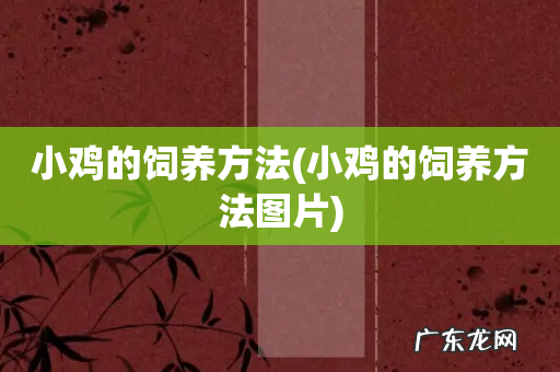 小鸡的饲养方法图片 小鸡的饲养方法