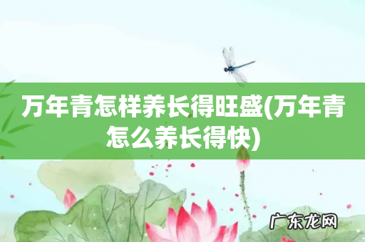 万年青怎么养长得快 万年青怎样养长得旺盛