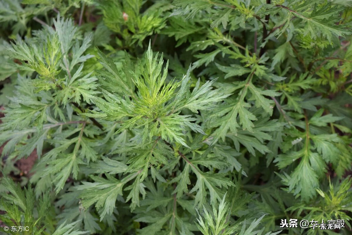 艾草泡脚的功效与作用 艾草泡脚的正确泡法