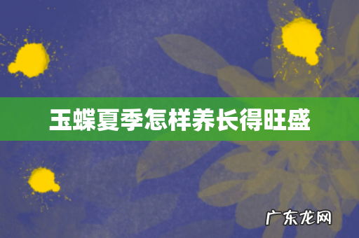 玉蝶夏季怎样养长得旺盛