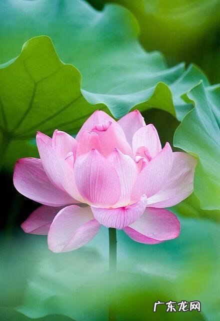 形容花草树木长得好 花草长得好怎么形容