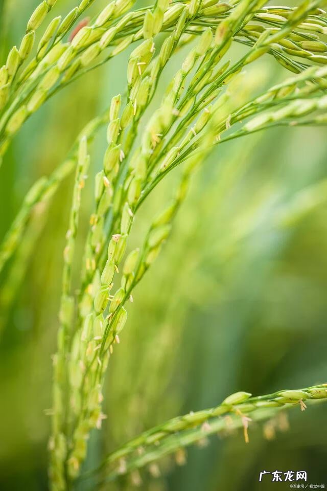 形容花草树木长得好 花草长得好怎么形容