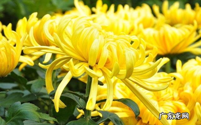 形容花草树木长得好 花草长得好怎么形容