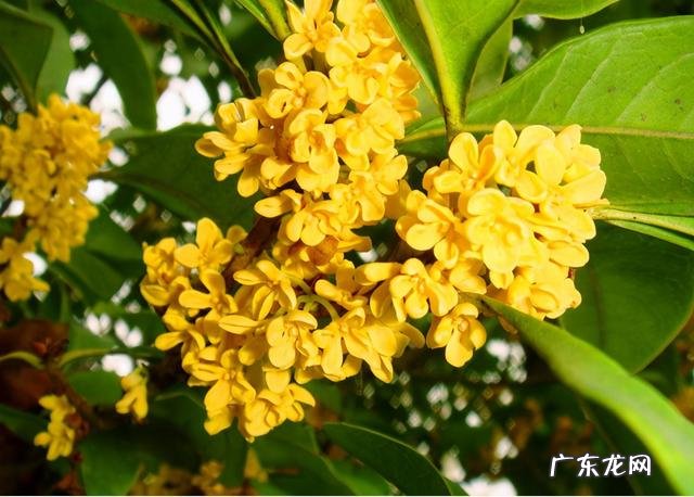 形容花草树木长得好 花草长得好怎么形容