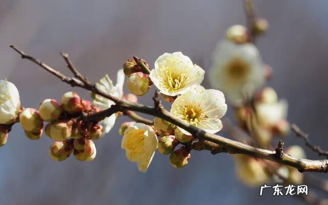形容花草树木长得好 花草长得好怎么形容