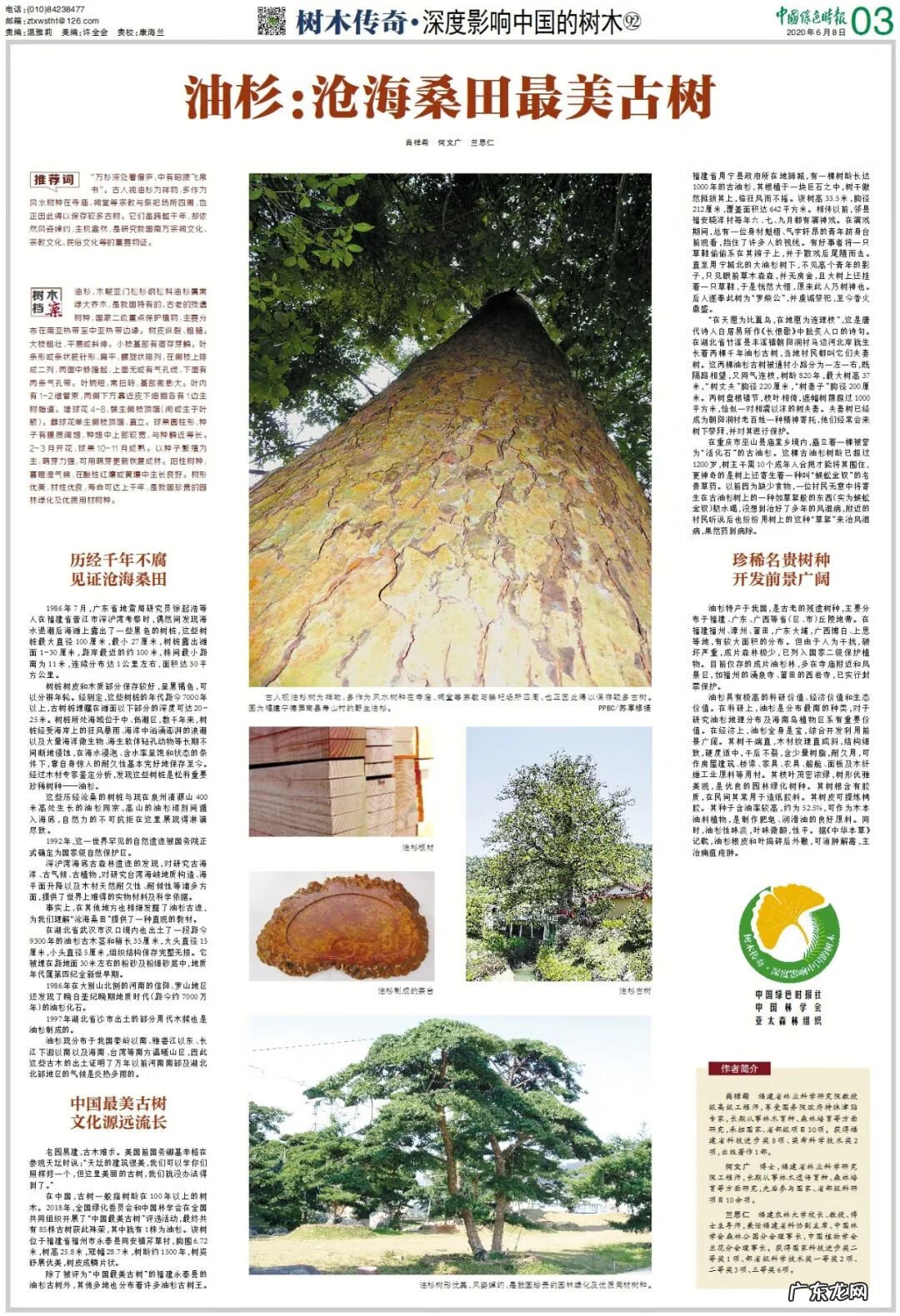 水杉树风水说法 杉树的风水作用