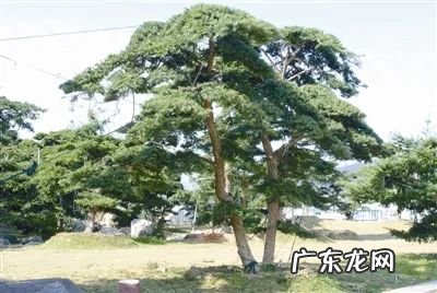 水杉树风水说法 杉树的风水作用