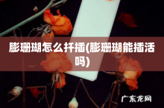 膨珊瑚能插活吗 膨珊瑚怎么扦插