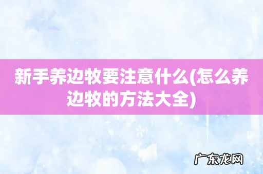 怎么养边牧的方法大全 新手养边牧要注意什么