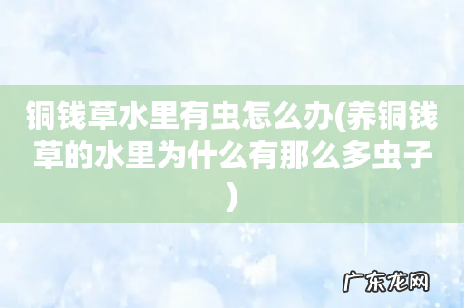养铜钱草的水里为什么有那么多虫子 铜钱草水里有虫怎么办