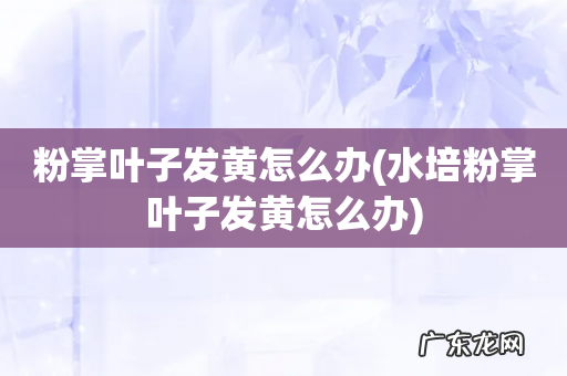 水培粉掌叶子发黄怎么办 粉掌叶子发黄怎么办