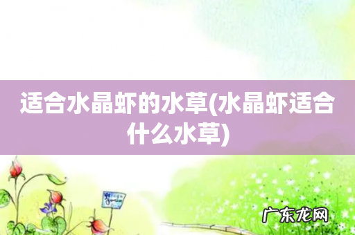 水晶虾适合什么水草 适合水晶虾的水草