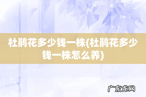 杜鹃花多少钱一株怎么养 杜鹃花多少钱一株