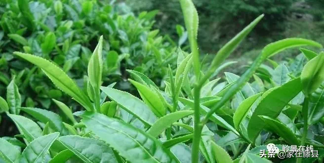 全球风水协会 藤县风水师