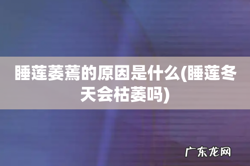 睡莲冬天会枯萎吗 睡莲萎蔫的原因是什么