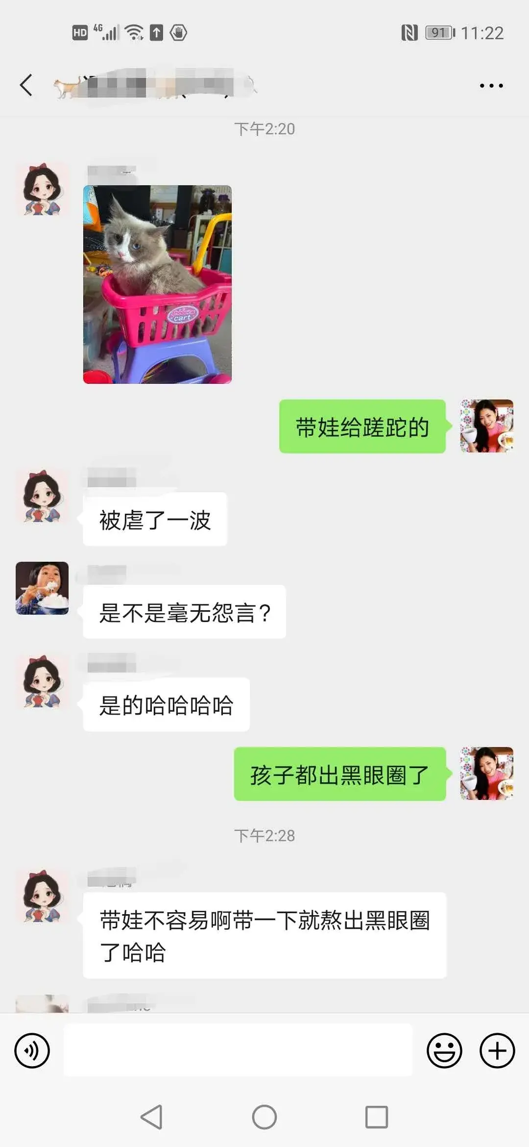 布偶猫图片 篮子猫咪