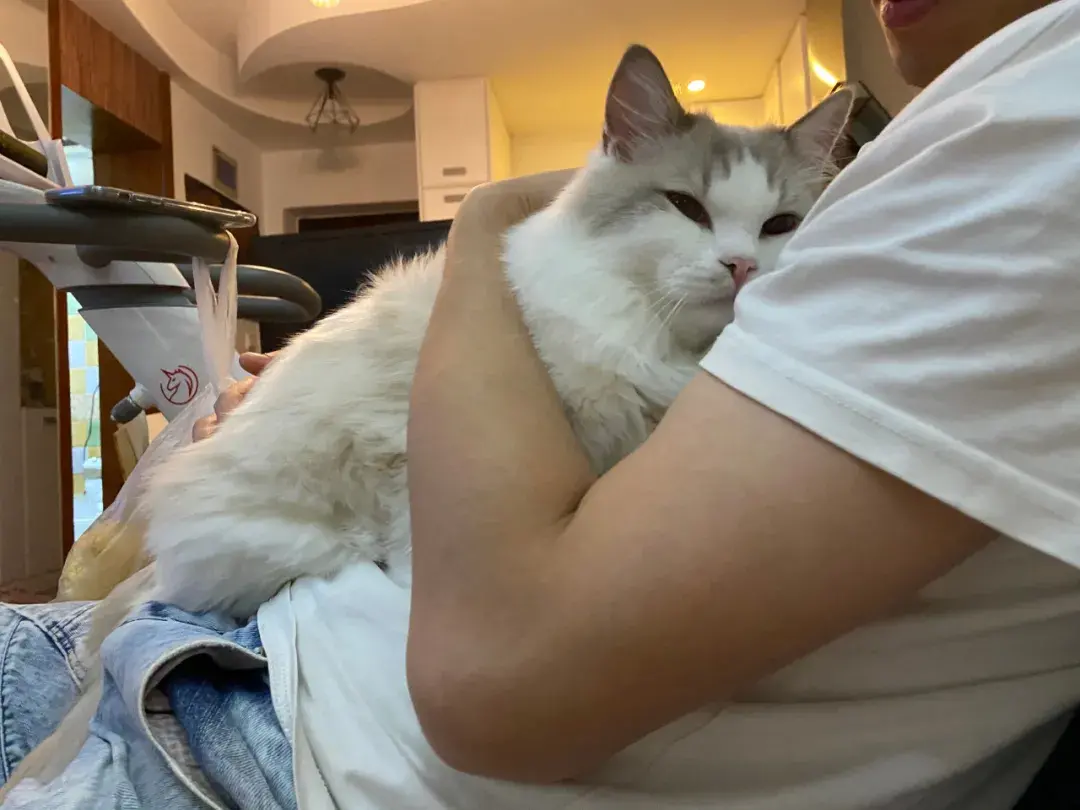 布偶猫图片 篮子猫咪