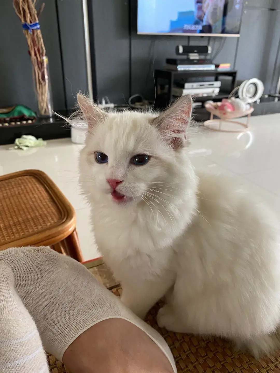 布偶猫图片 篮子猫咪