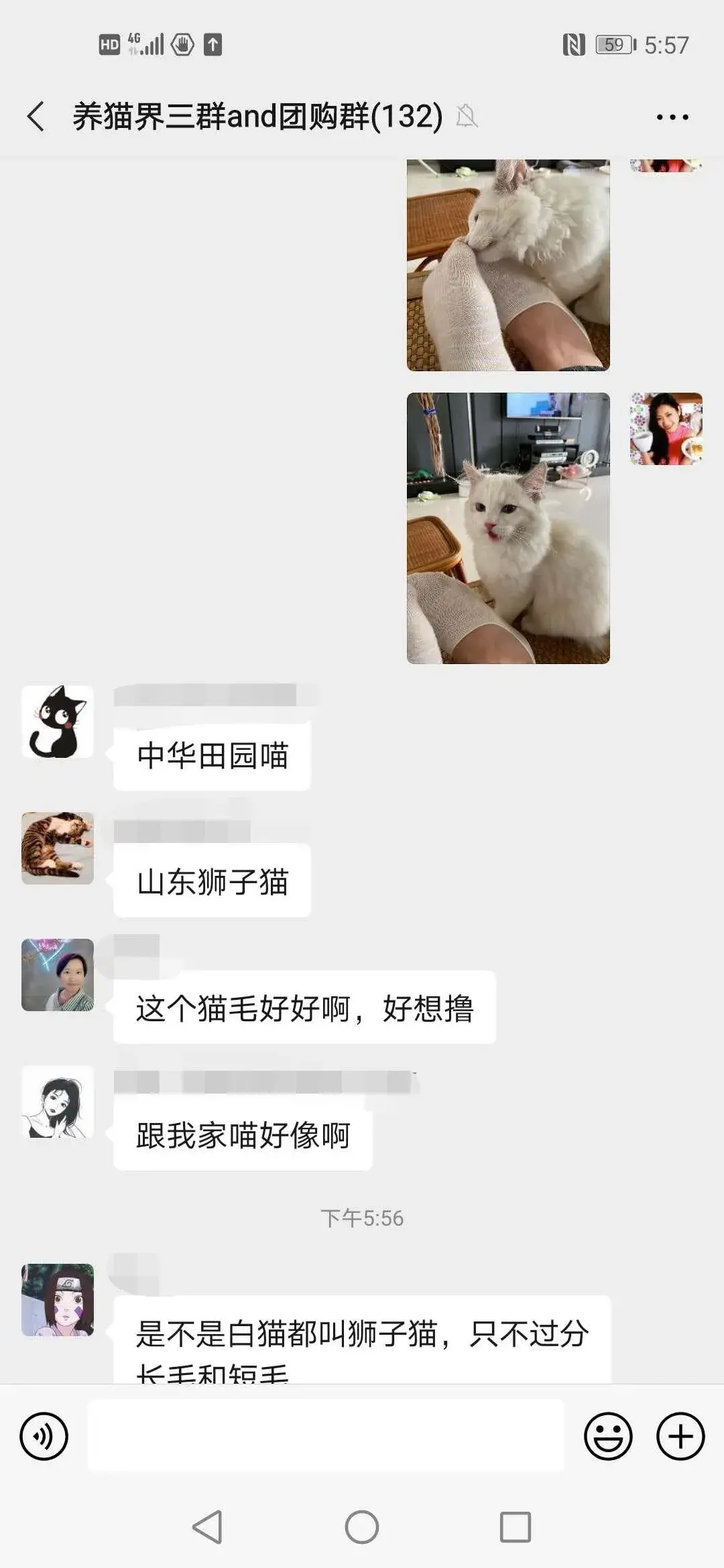 布偶猫图片 篮子猫咪