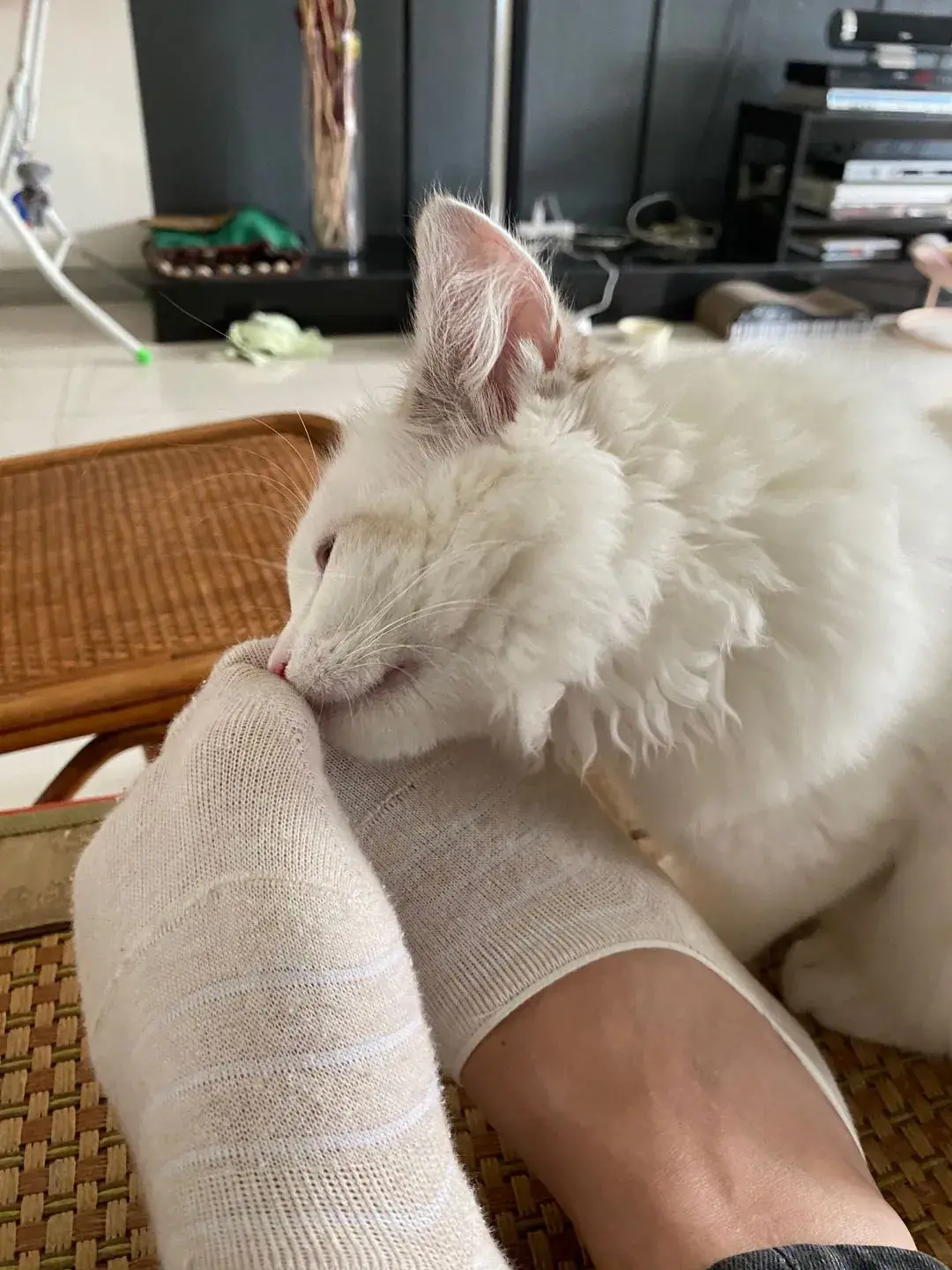 布偶猫图片 篮子猫咪