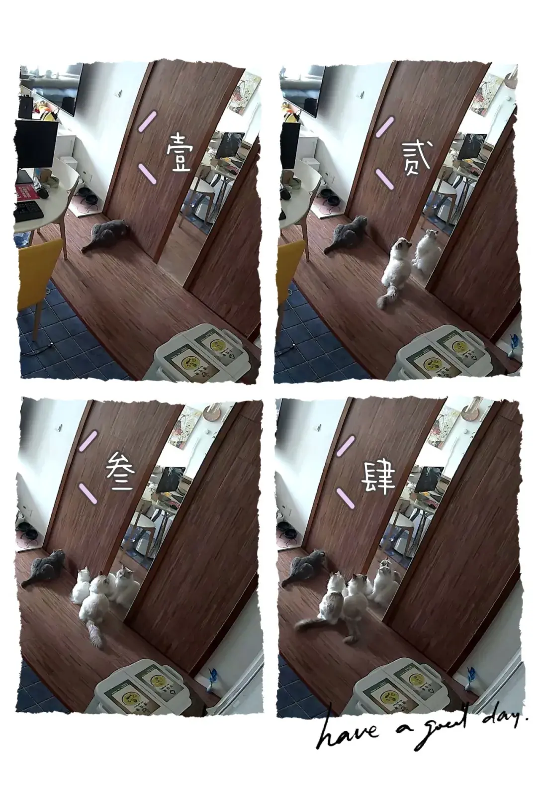 布偶猫图片 篮子猫咪