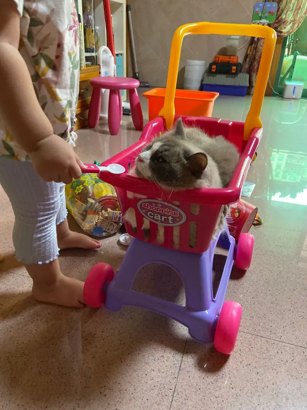 布偶猫图片 篮子猫咪