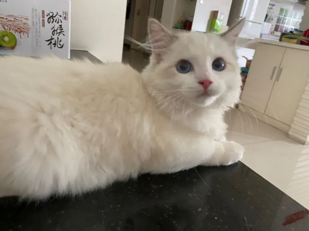 布偶猫图片 篮子猫咪