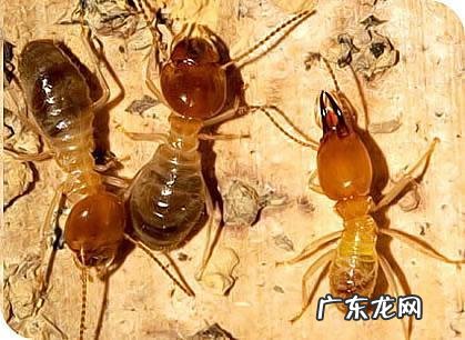 白蚂蚁吃什么 白蚁吃什么的