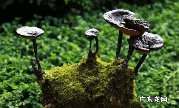 孕妇可以吃灵芝么 孕妇能否吃灵芝