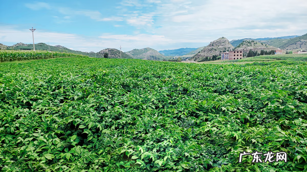 魔芋粉制作 魔芋粉是什么原料做的