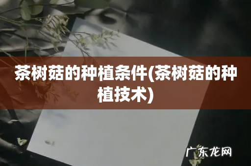 茶树菇的种植技术 茶树菇的种植条件