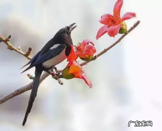 风水四大吉方 大吉的风水