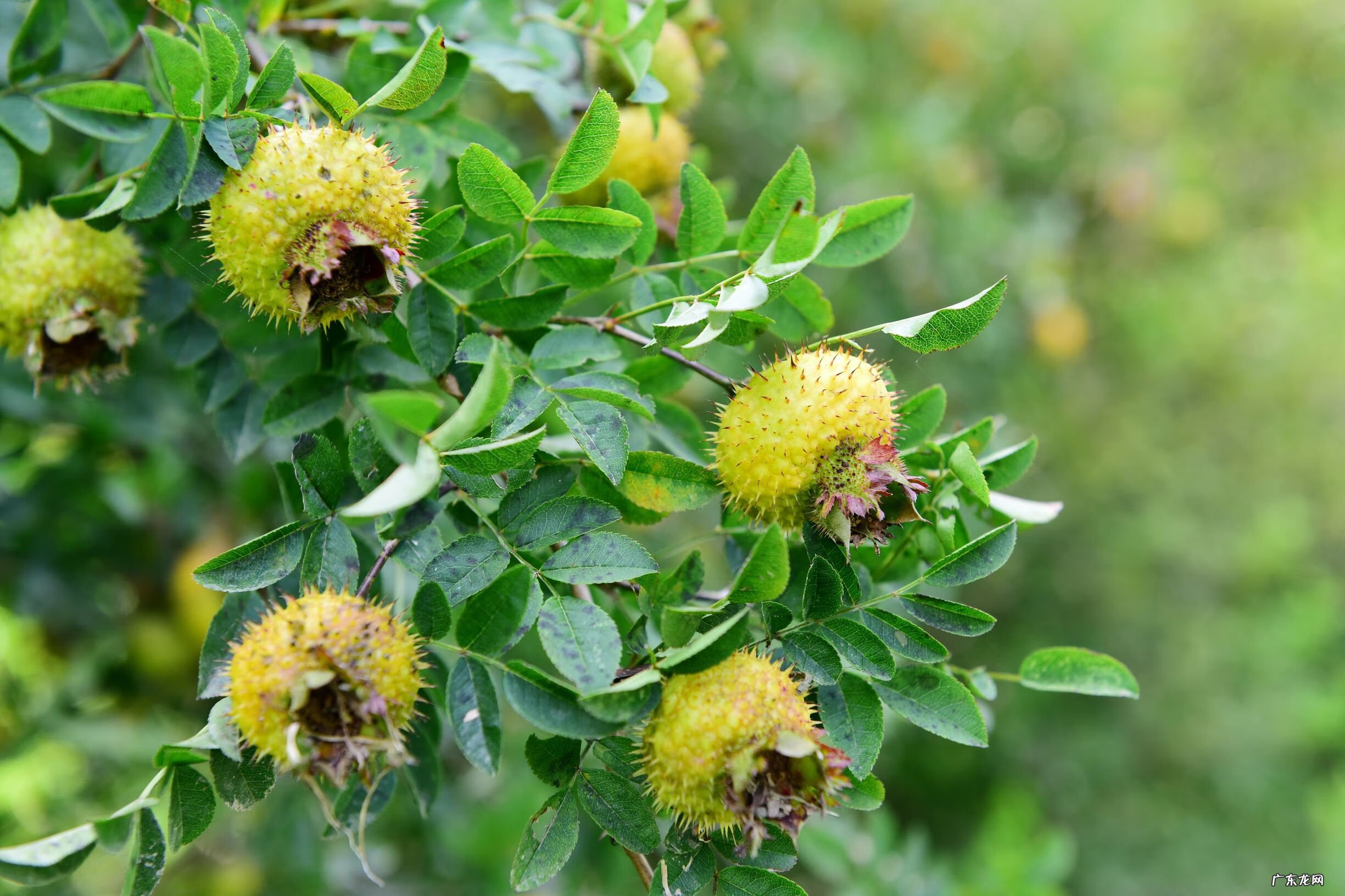 野生刺梨的作用 野生刺梨能美白吗