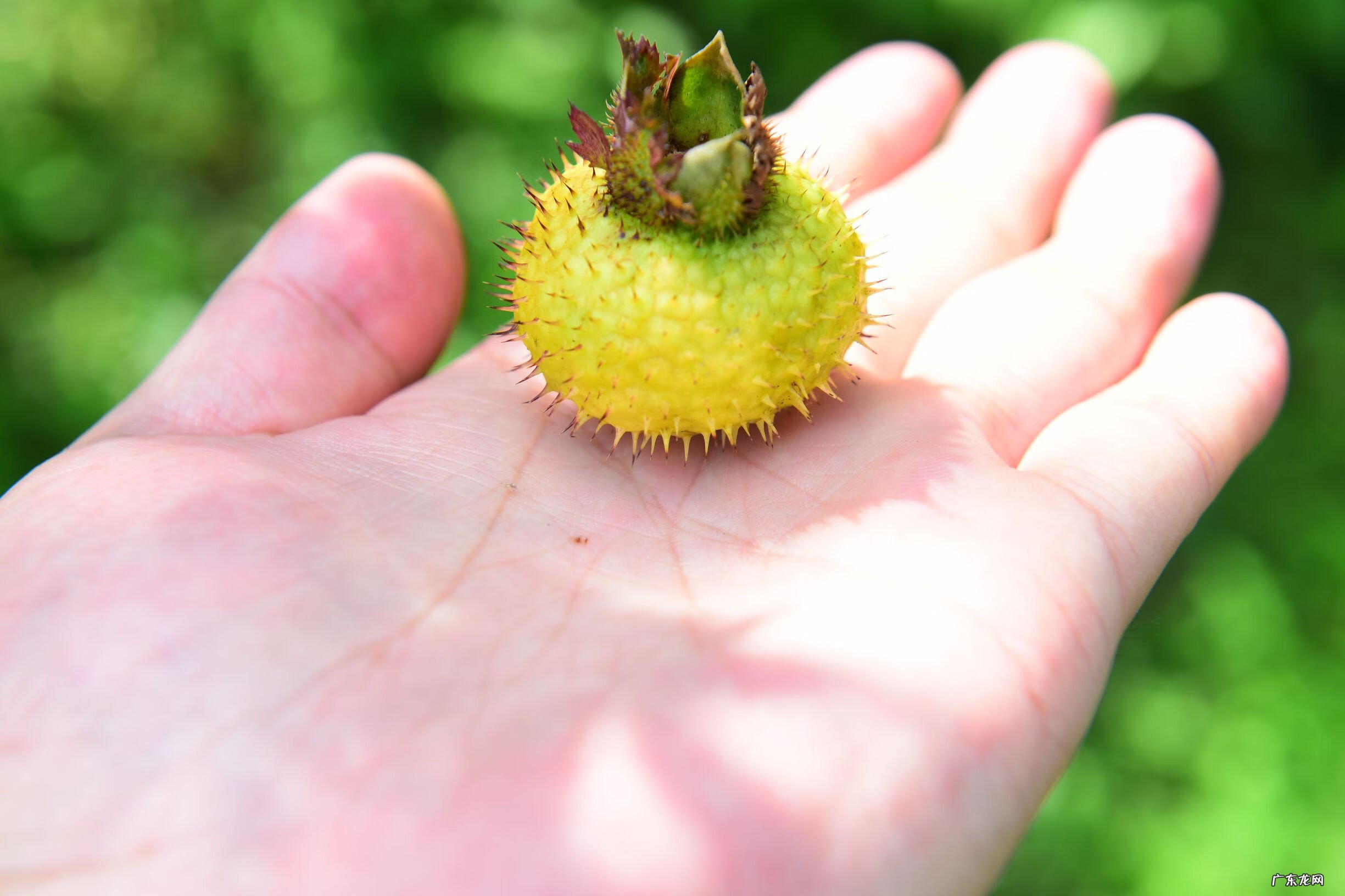 野生刺梨的作用 野生刺梨能美白吗
