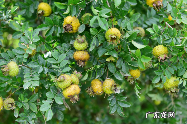野生刺梨的作用 野生刺梨能美白吗