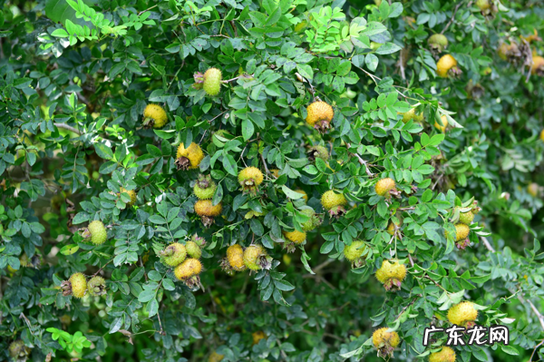 野生刺梨的作用 野生刺梨能美白吗