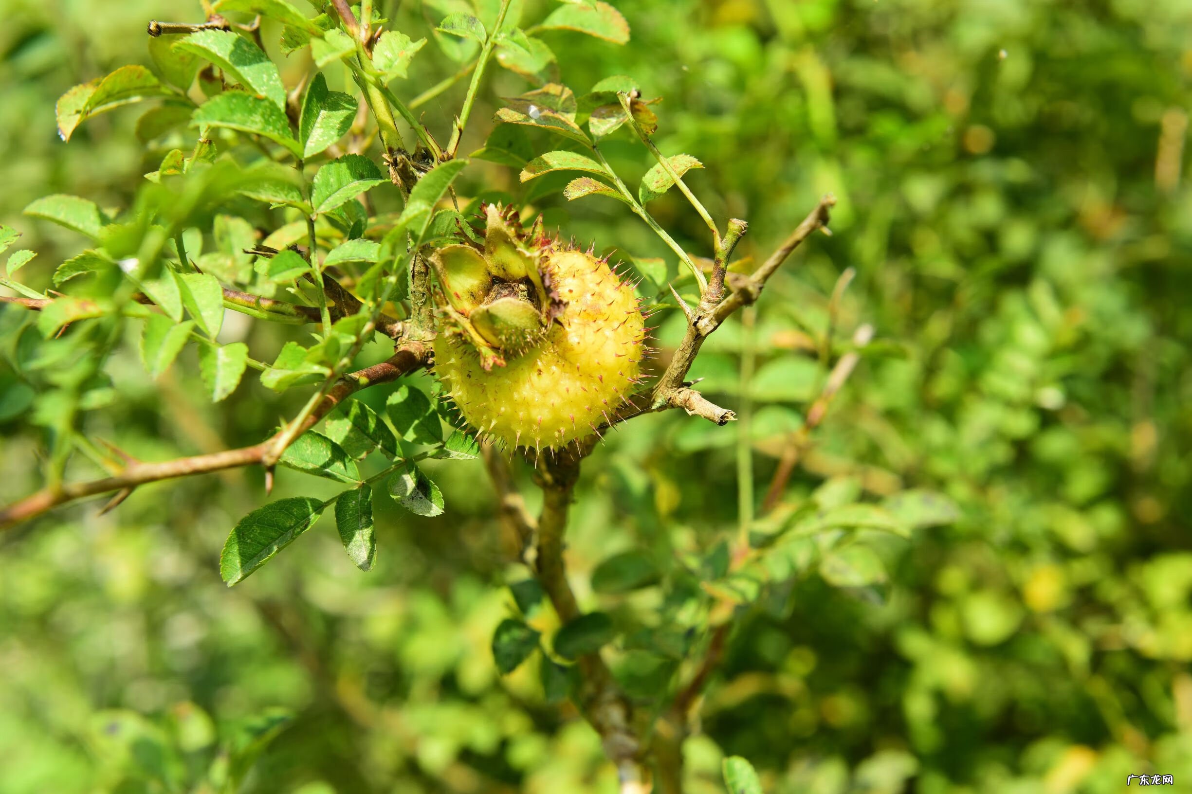 野生刺梨的作用 野生刺梨能美白吗