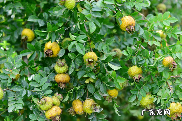 野生刺梨的作用 野生刺梨能美白吗