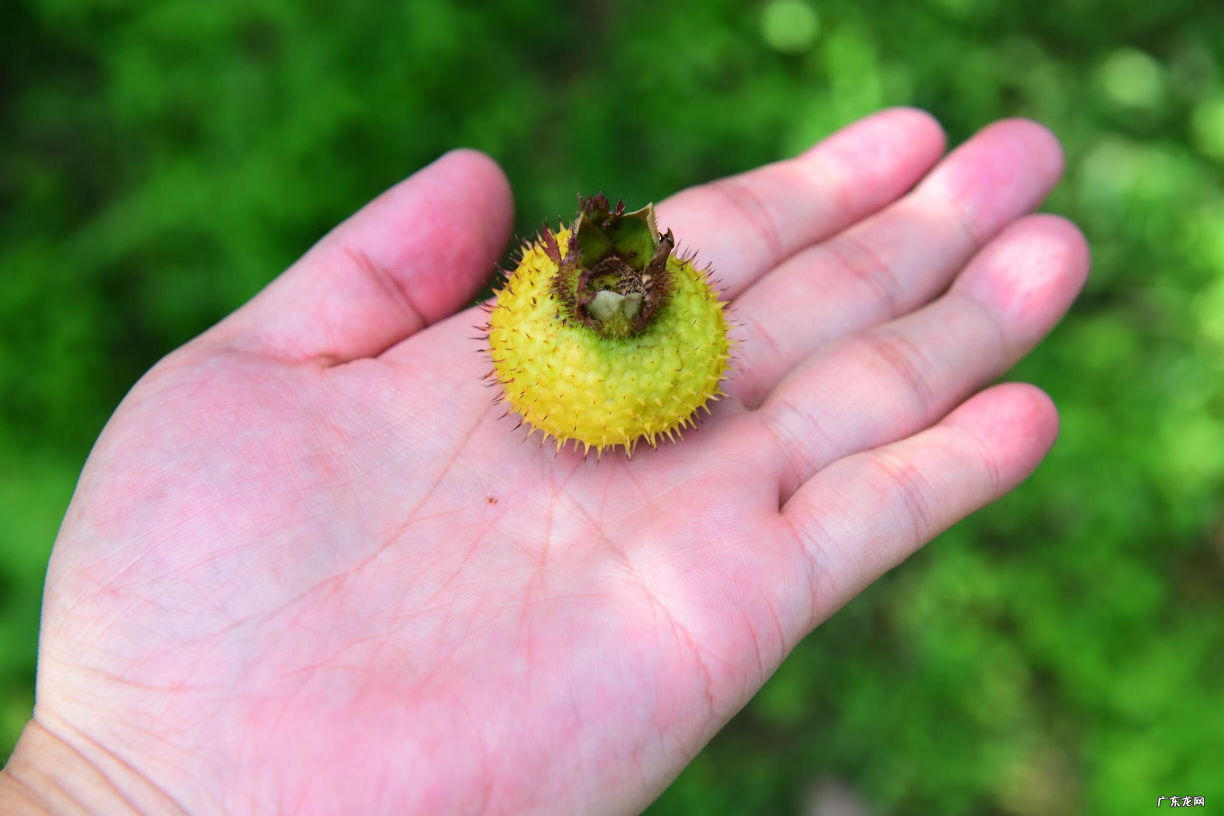 野生刺梨的作用 野生刺梨能美白吗